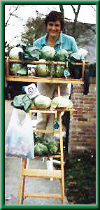 cabbages, lady on ladder